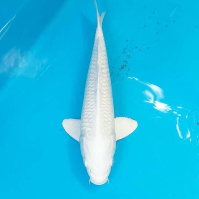 Shiromisakana 30bu.