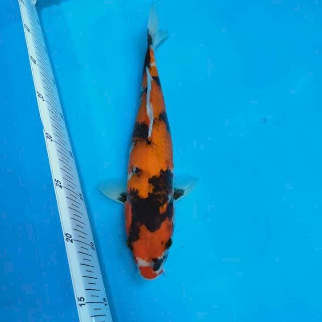 Showa istimewa 30 cm