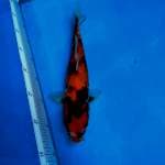 Showa istimewa 30 cm