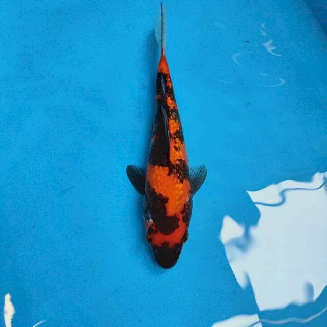 Hi Showa Ginrin Mantap 25 cm