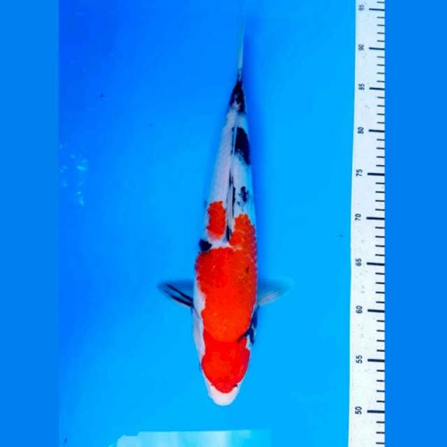DNR - SHOWA 40CM