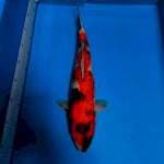 Showa Sansoku 45 cm 