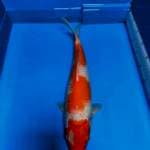 KOHAKU INAZUMA 41cm