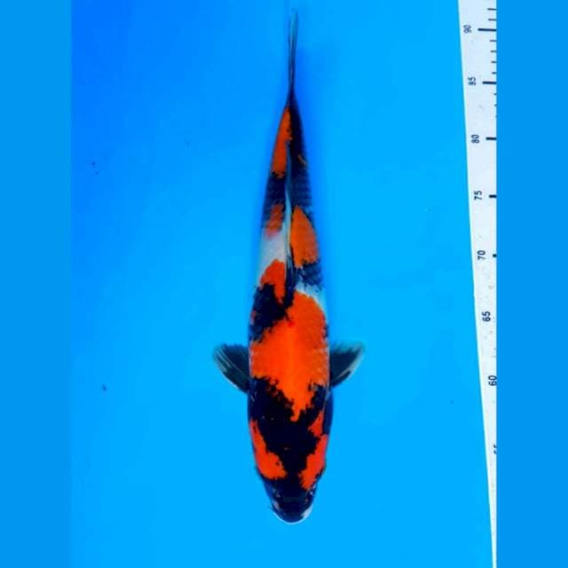 DNR - SHOWA 37CM