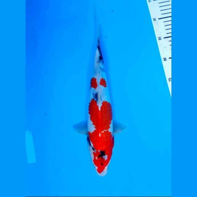 DNR - SHOWA TATEGOI 34CM
