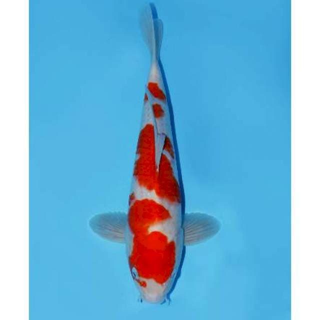 Kohaku 38cm super skin , halus male