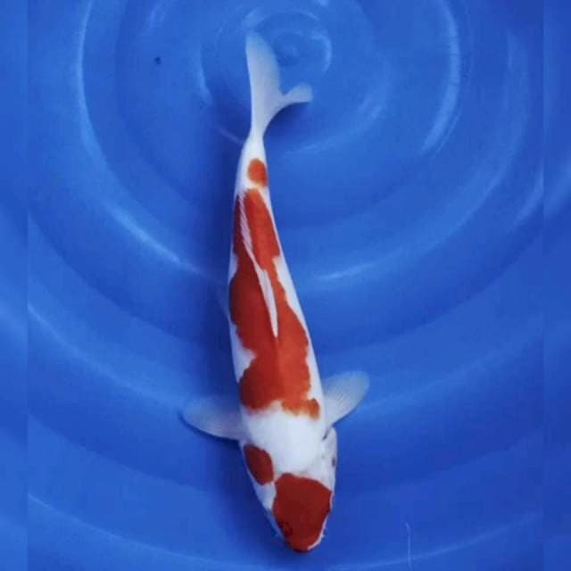 Red kohaku