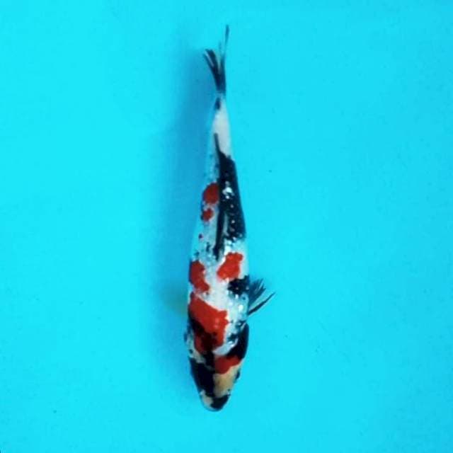 1. Kindai Showa Ginrin || 20 cm