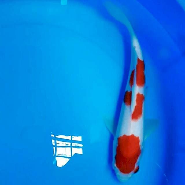 Kohaku HQ 25cm