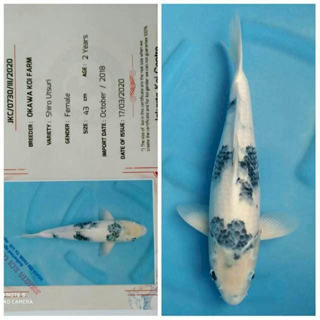 Okawa Jumbo Female Shiro