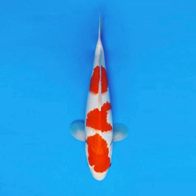 BANZAI 2 - KOHAKU ™