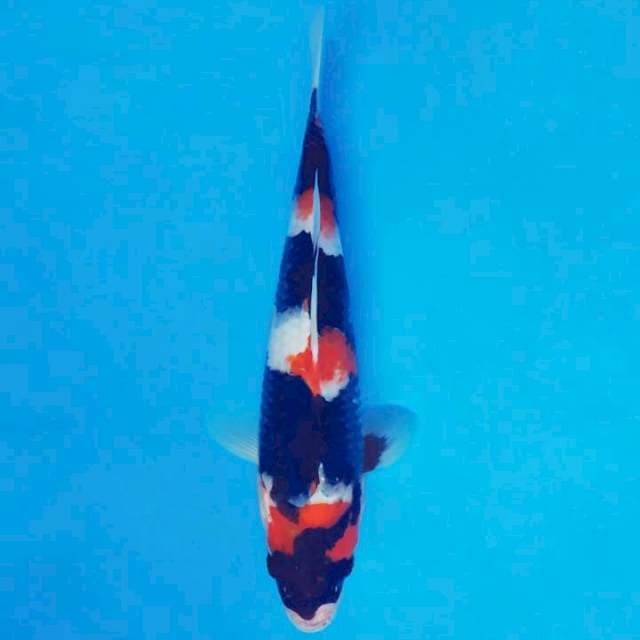 BANZAI 3 - SHOWA JET BLACK ™