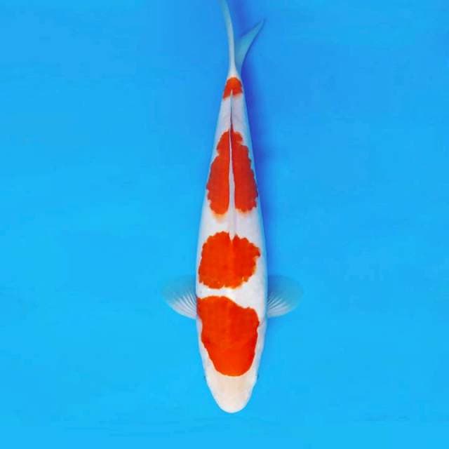 BANZAI 11 - KOHAKU 4 STEPS ™