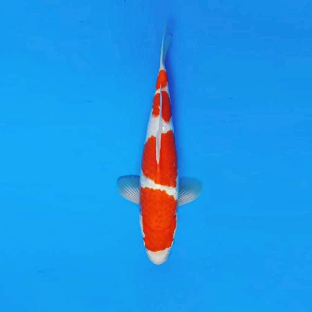 BANZAI 16 - KOHAKU 4 STEPS ™
