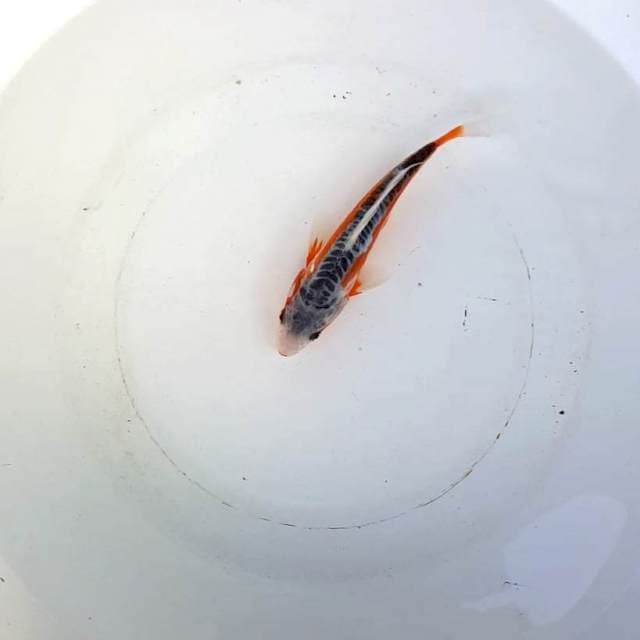 HANA SHUSUI PROSPEK 20BU