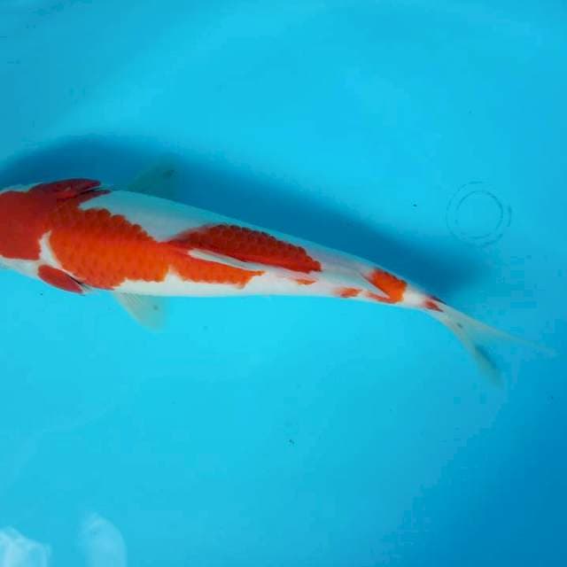 Kohaku minat