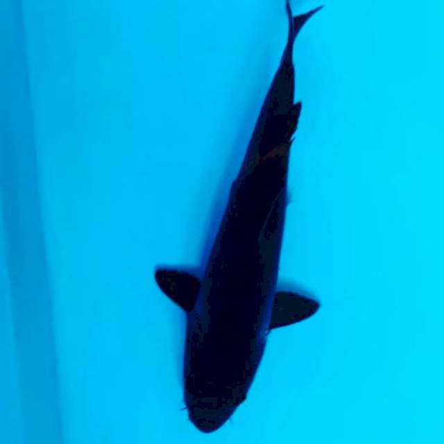 Tomy ireng naik lagi