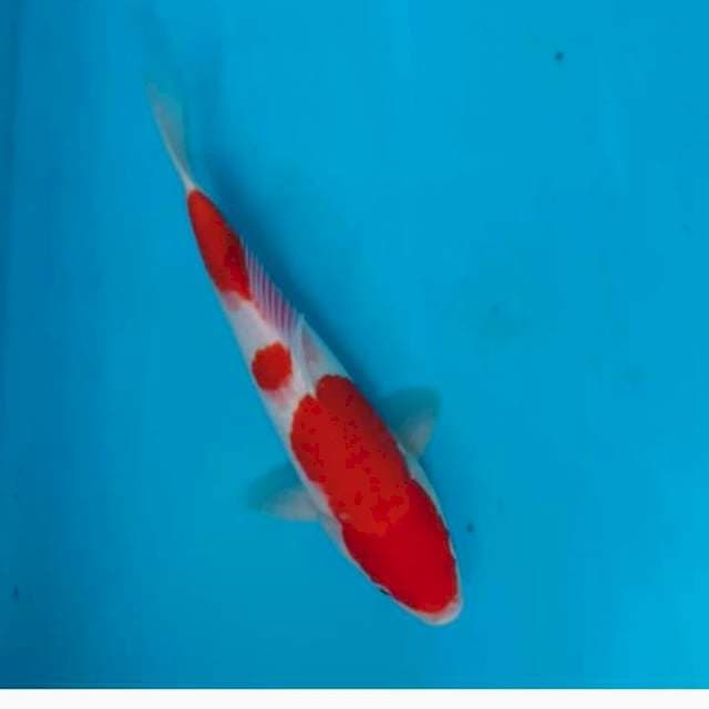 KOHAKU#2