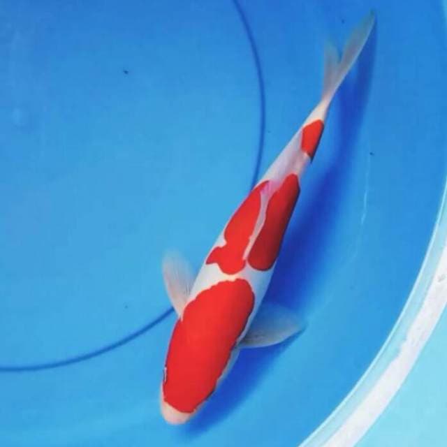 HQ.DOITSU KOHAKU MURNI JOS