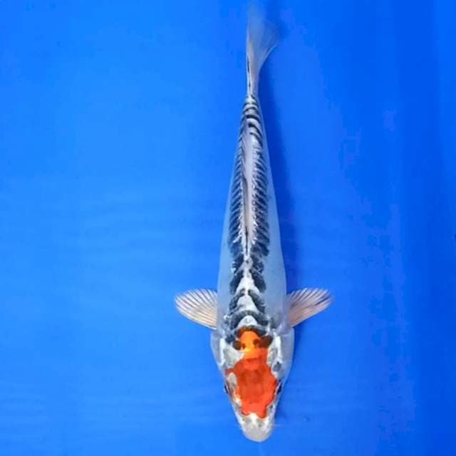Tancho kikokuryu