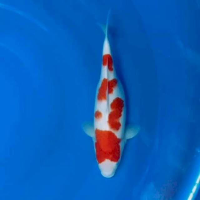 Kohaku ceplok original 