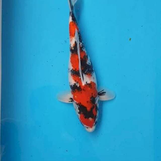 Showa Sanshoku 34cm Calon Jumbo