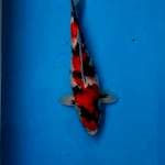Showa Sanshoku 34cm Calon Jumbo