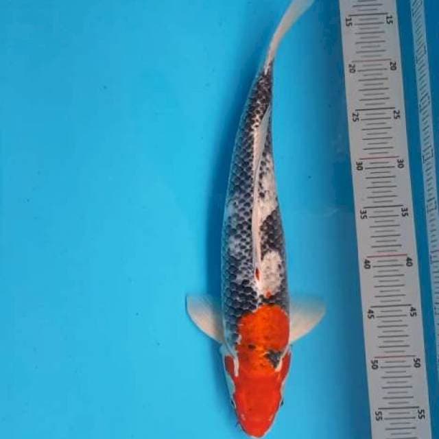 Goshiki Ring Biru 45cm Male