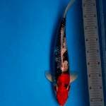 Goshiki Ring Biru 45cm Male