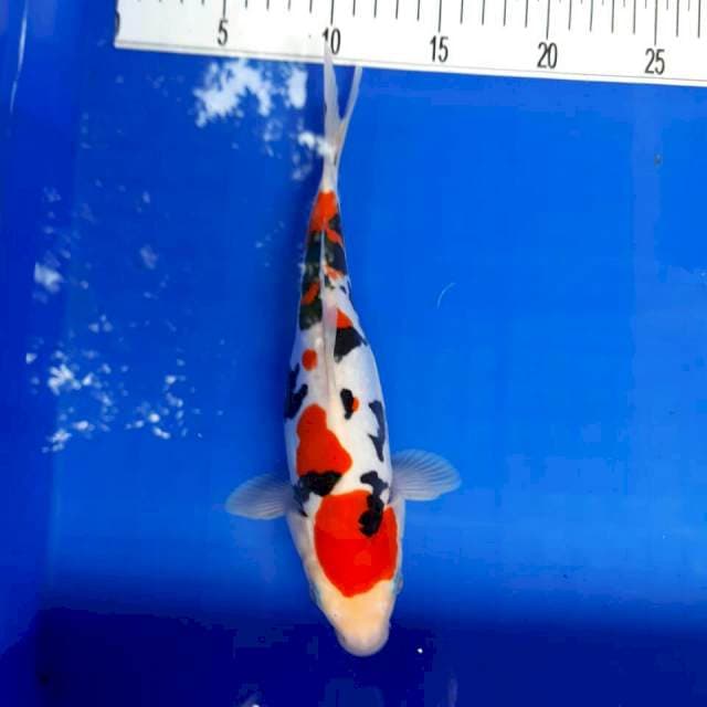Sanke doit 26 cm