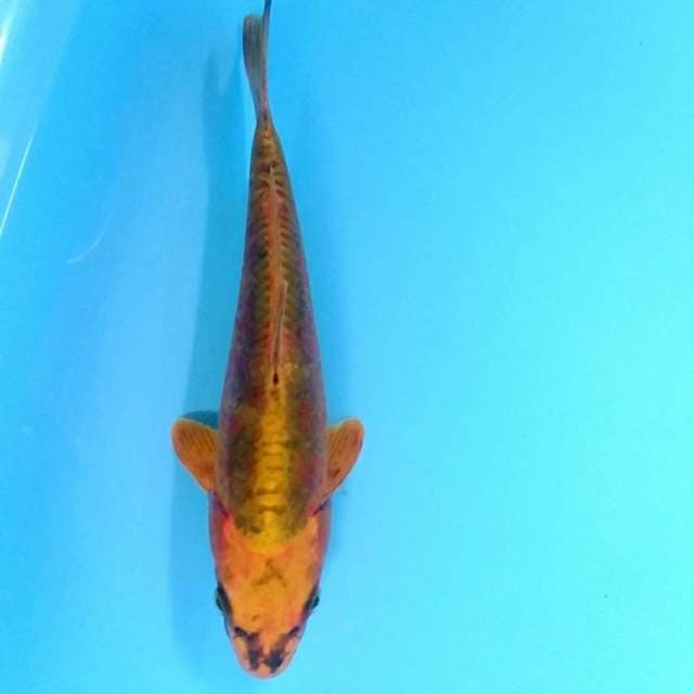 Antik doitsu 26cm