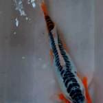 Shusui F 1 , Jumbo Male