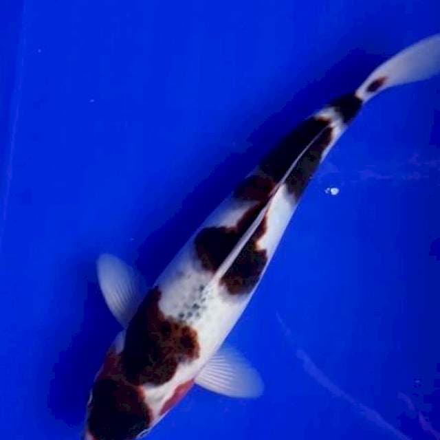 Budogoromo 34cm top
