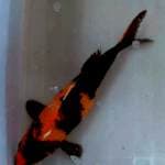 Hi Utshuri, 47 cm, Male