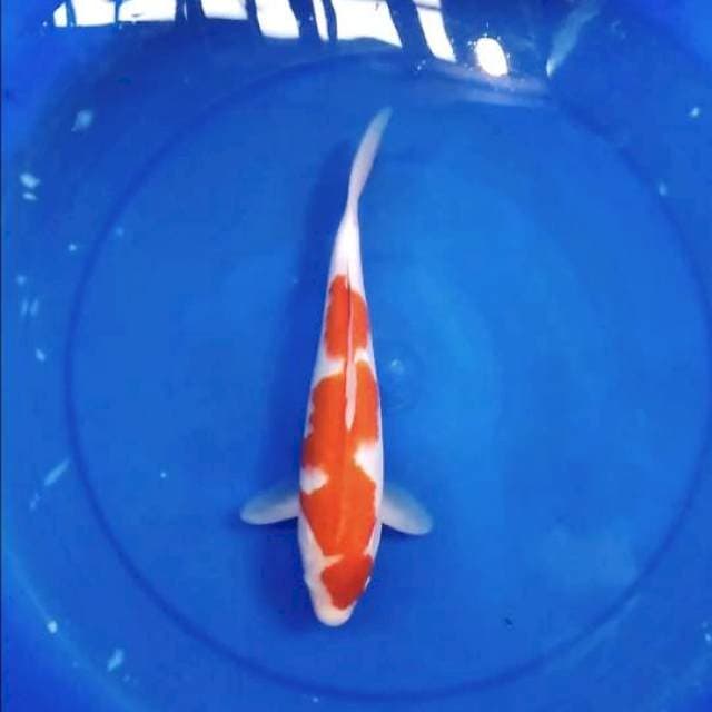 Kohaku red ori 33 cm