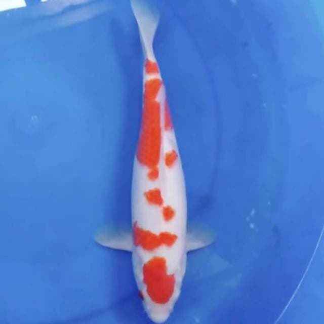 Kohaku mantab mantab 35 cm