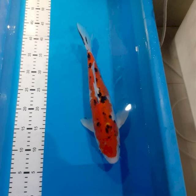 SANKE F1 MOMOTARO 40CM
