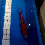 SANKE F1 MOMOTARO 40CM