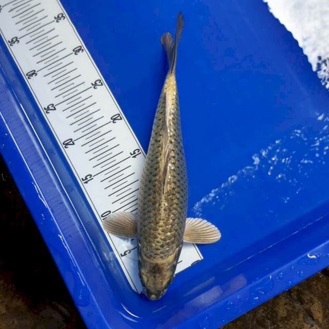 Mukasi ogon ginrin  33 cm