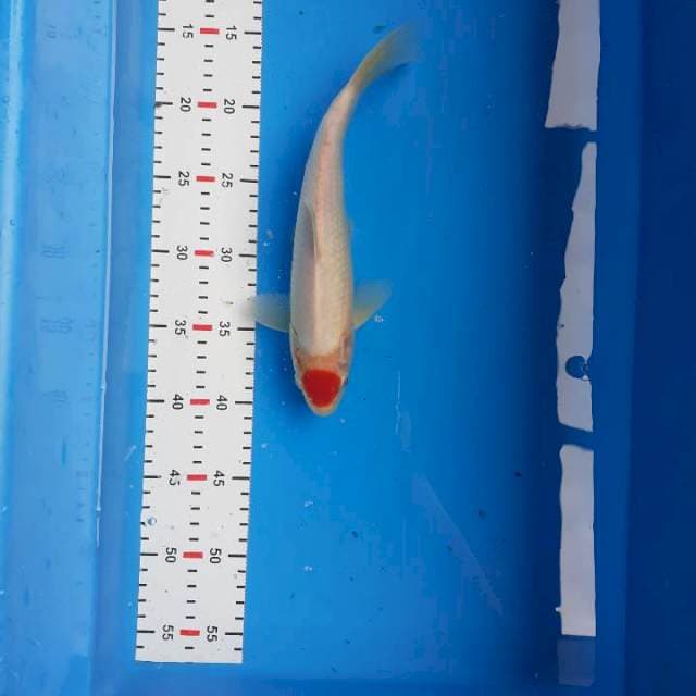 TANCHO KOHAKU 27cm