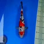 Sanke female 31 cm