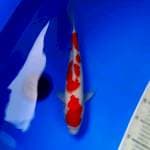 Kohaku 37 cm