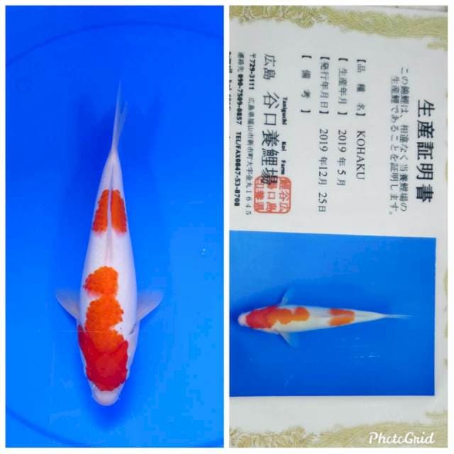 Kohaku taniguchi body bagus