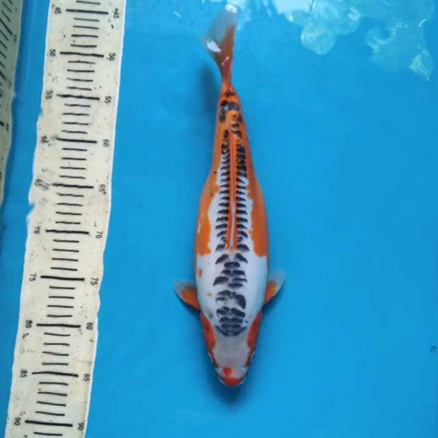 Bulky Hana shusui 34cm Female