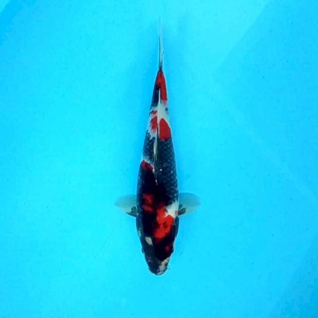 Showa Shansoku # 30cm