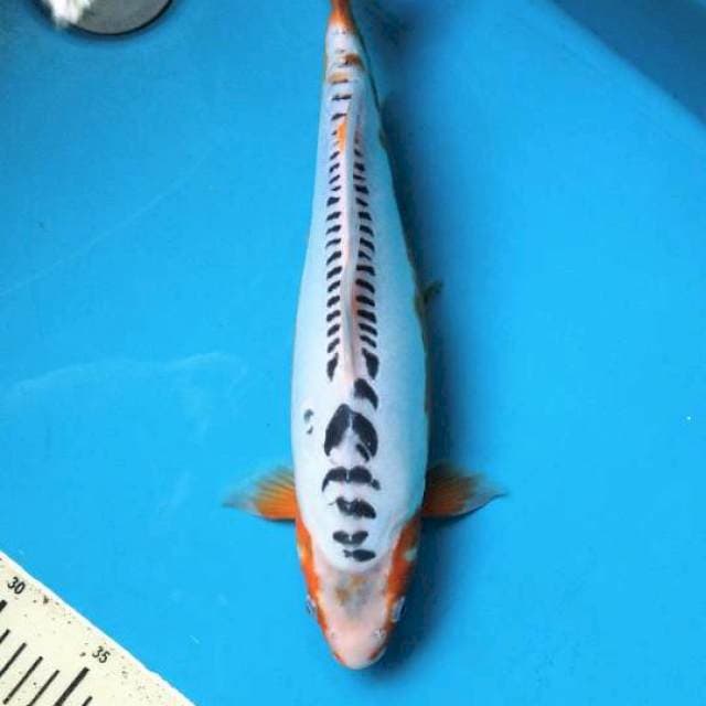 Shusui bersih 36cm Female 
