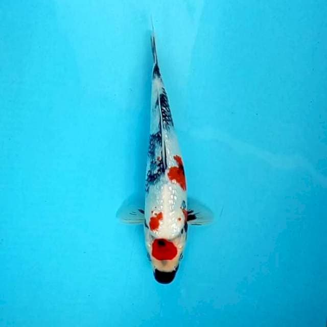 Ginrin Maruten # 28cm