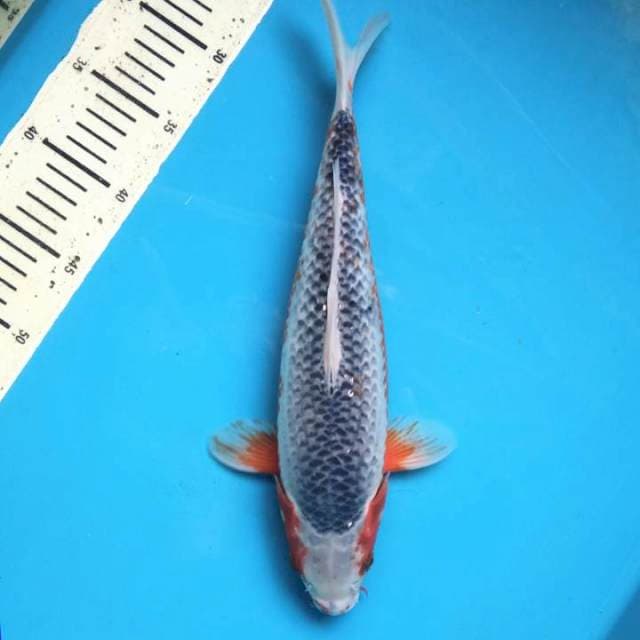 Asahi 36cm Male