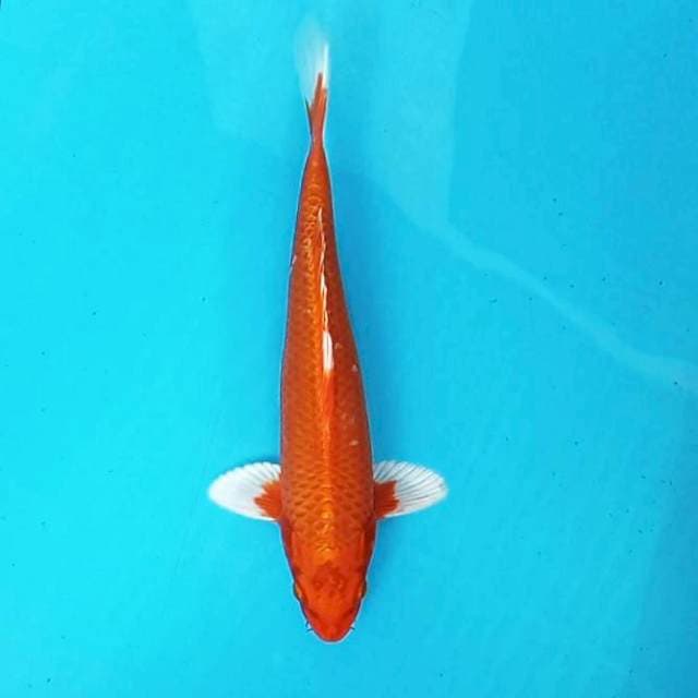 Orenji # 29cm