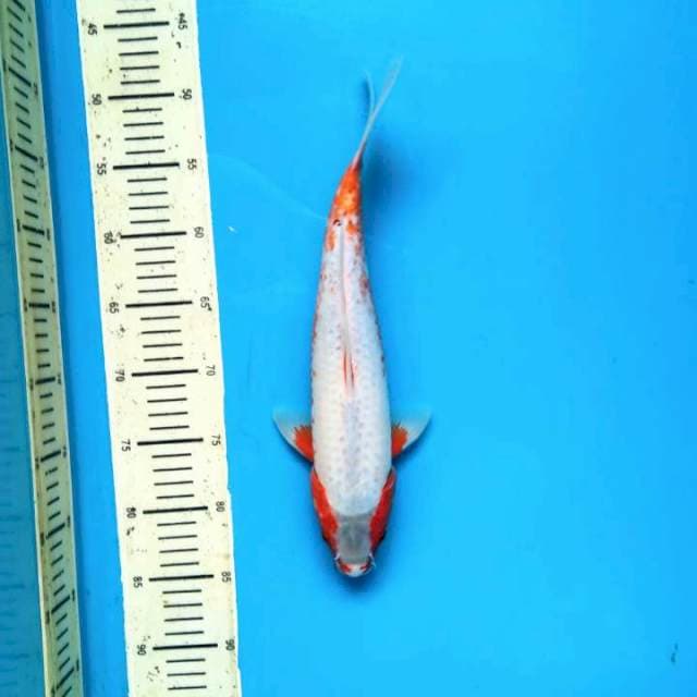 Snow white asagi 37cm Female